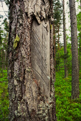 A detailed wood carving is visible on the trunk of a tall tree surrounded by vibrant green foliage in a serene forest setting. The sunlight filters through the trees