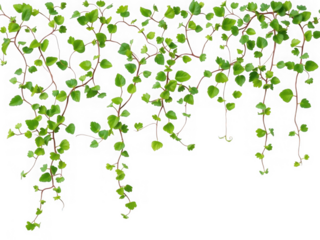 A close up image of a creeping vine with small green leaves against a black background hanging down