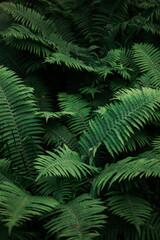 Dense clusters of vibrant ferns create a rich green carpet on the forest floor, basking in filtered sunlight during a peaceful summer afternoon