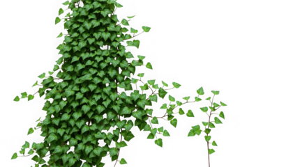 A dense green ivy plant with heart shaped leaves against a black background creating a nature scene