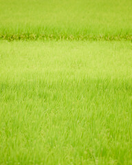 ジャポニカ米の育ちつつある稲穂