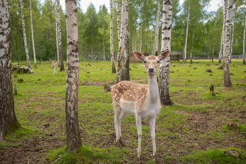A female spotted deer in a birch grove on a summer day