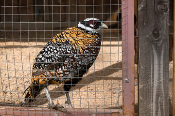 Golden royal pheasant in a cage on a summer day