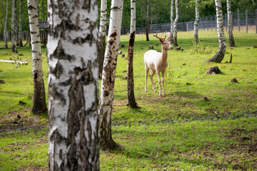 A male spotted deer in a birch grove on a summer day