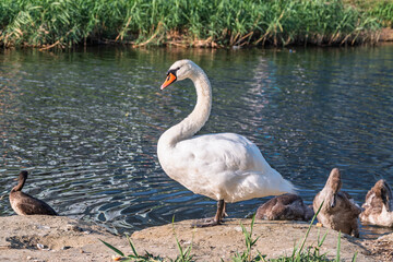 Wild swans with their offspring on a pond in the reeds. Incredibly beautiful nature and birds.