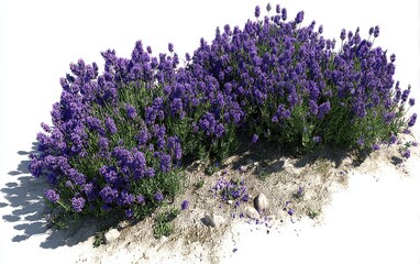 Fototapeta premium Lush lavender bushes clustered together, a profusion of violet flowers against a light tan earth