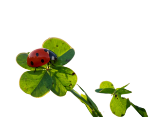 Watercolor illustration of a ladybug resting on a green clover leaf PNG