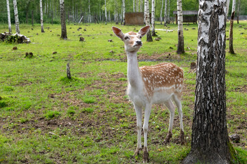 A female spotted deer in a birch grove on a summer day