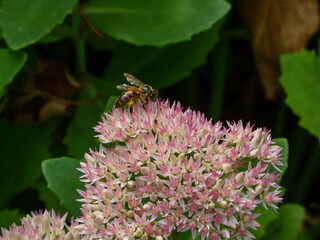 Honey Bee on Pink Sedum Flower