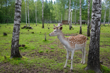 A male spotted deer in a birch grove on a summer day