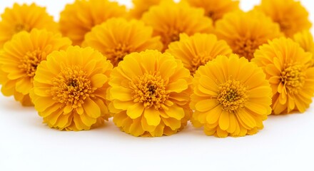 Vibrant yellow flowers bloom brightly against a stark white background creating a cheerful aesthetic.. AI Generated