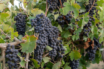 Fototapeta premium Vineyard Abundance: Ripe Purple Grapes Ready for Wine Production