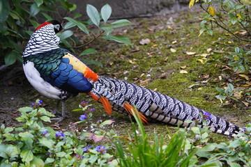 Fantastic photo of the Lady Amherst pheasant (Chrysolophus amherstiae) of the Phasianidae family. Walsrode Bird Park, Germany.