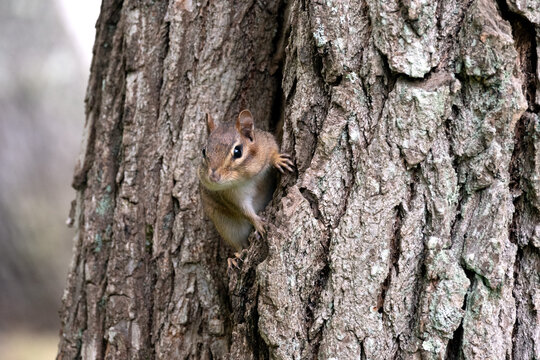 Chipmunk on tree
