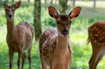 Female spotted deer in a birch grove on a summer day