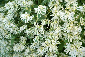 白い葉と緑の葉が混ざり合った、涼しげなユーフォルビアの群生です。白い苞葉が花のように見え、爽やかな雰囲気を醸し出しています。
