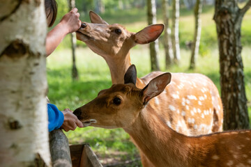 Young spotted deer eat from the feeder and from human hands on the farm