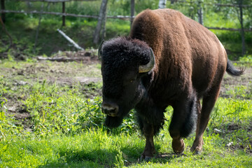 European bison walks on the grass in the wild