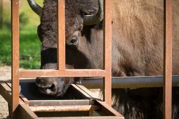European bison eats from a feeding trough