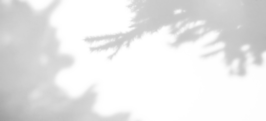 shadow overlay effect of natural tree leaves shadow over on white wall background,realistic summer sunlight abstract shadow overlay,Pine tree leaves shadow