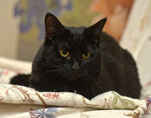 Beautiful black cat with yellow eyes lying on blanket 
