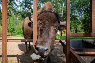 European bison eats from a feeding trough