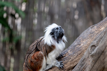 Tamarin monkey perched on a tree branch, showcasing its unique features and vibrant fur, surrounded by lush greenery in a wildlife habitat, embodying exotic charm and natural beauty
