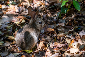 Rabbit resting quietly among fallen leaves, showcasing its natural habitat and vibrant textures, embodying the essence of wildlife in a serene environment