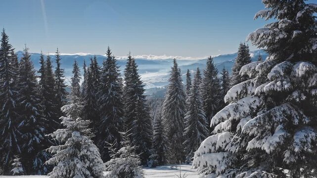 Majestic winter landscape showcasing snow-laden pine trees forest on a sunny day, with a breathtaking view of distant mountain peaks and valleys covered in snow. Winter wild nature travel background