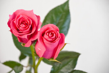 ピンクのばら