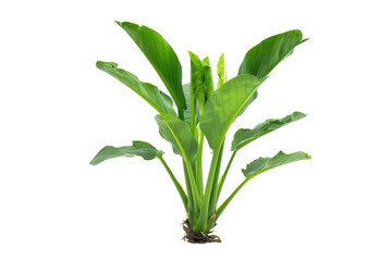 Bright green leaves with red tips in botanical arrangement