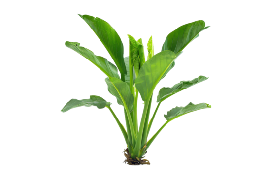 Bright green leaves with red tips in botanical arrangement