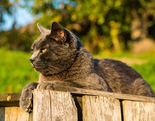Gray cat resting on a weathered wooden fence in a sunlit garden