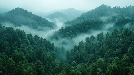 Misty mountain range shrouded in green forest