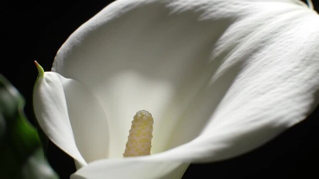 white calla lily