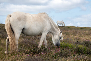 white horse grazing in a field