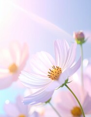 Obraz premium Cosmos flower background