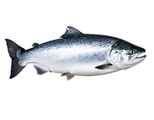 Obraz premium Detailed Silver Salmon – Side Angled Showcase