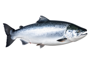 Detailed Silver Salmon – Side Angled Showcase