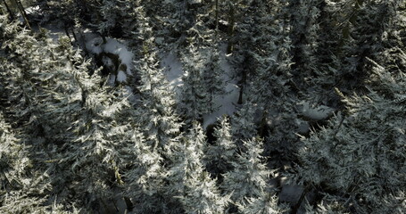 A vast forest is adorned with a blanket of fresh snow, highlighting the tall evergreen trees. Sunlight filters through the branches, creating a serene winter atmosphere.