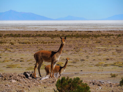 Wildlife picture of two wild lama vicuna in Andes altiplano. Two animals, adult and calf, looking straight into camera. Mountains in the background. Orange, brown, grey and blue colors