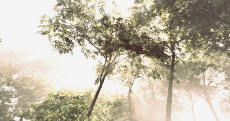 Fototapeta premium Bright sunlight breaks through the canopy of lush green trees, creating a warm and tranquil atmosphere in a peaceful forest during early morning hours.