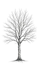Obraz premium Single bare black winter tree silhouette isolated on white background, a vector illustration of a leafless plant with branches and trunk
