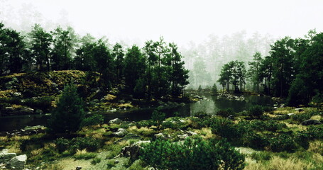 Fototapeta premium Dense trees envelop a calm river in a misty forest. Soft light filters through the foliage, creating a serene atmosphere in this natural setting. Vegetation and rocks line the waters edge.