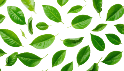 Vector illustration of green leaves and floral design elements on a natural, white background