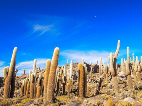 Horizontal picture of cardon cactus Leucostele atacamensis growing on Isla de Incahuasi. Frog eye view of cactus group.