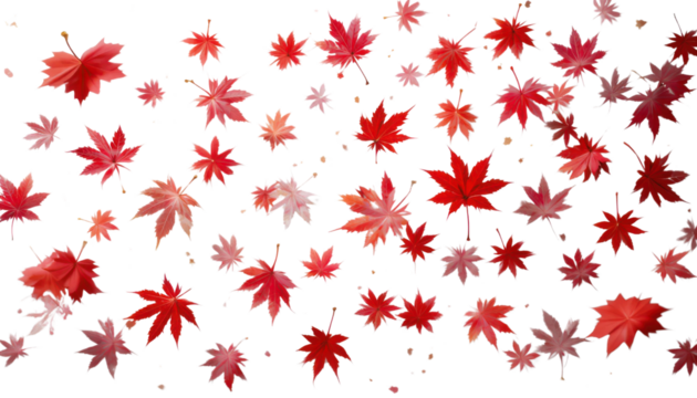 Seamless autumn pattern of red maple leaves with festive star decorations