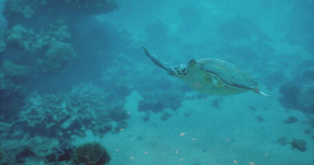 A turtle swims gracefully in turquoise waters, surrounded by vibrant coral reefs. Sunlight filters through the water, creating a serene underwater atmosphere.