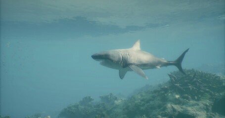 A shark glides effortlessly through the tranquil waters of a tropical ocean, surrounded by vibrant coral formations. Sunlight filters down, illuminating the majestic creature as it moves.