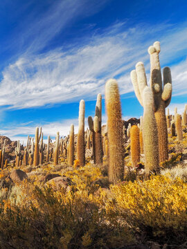 Vertical photography of cardon cactus Leucostele atacamensis growing on Isla de Incahuasi. Frog eye view of cactus.group, blue sky